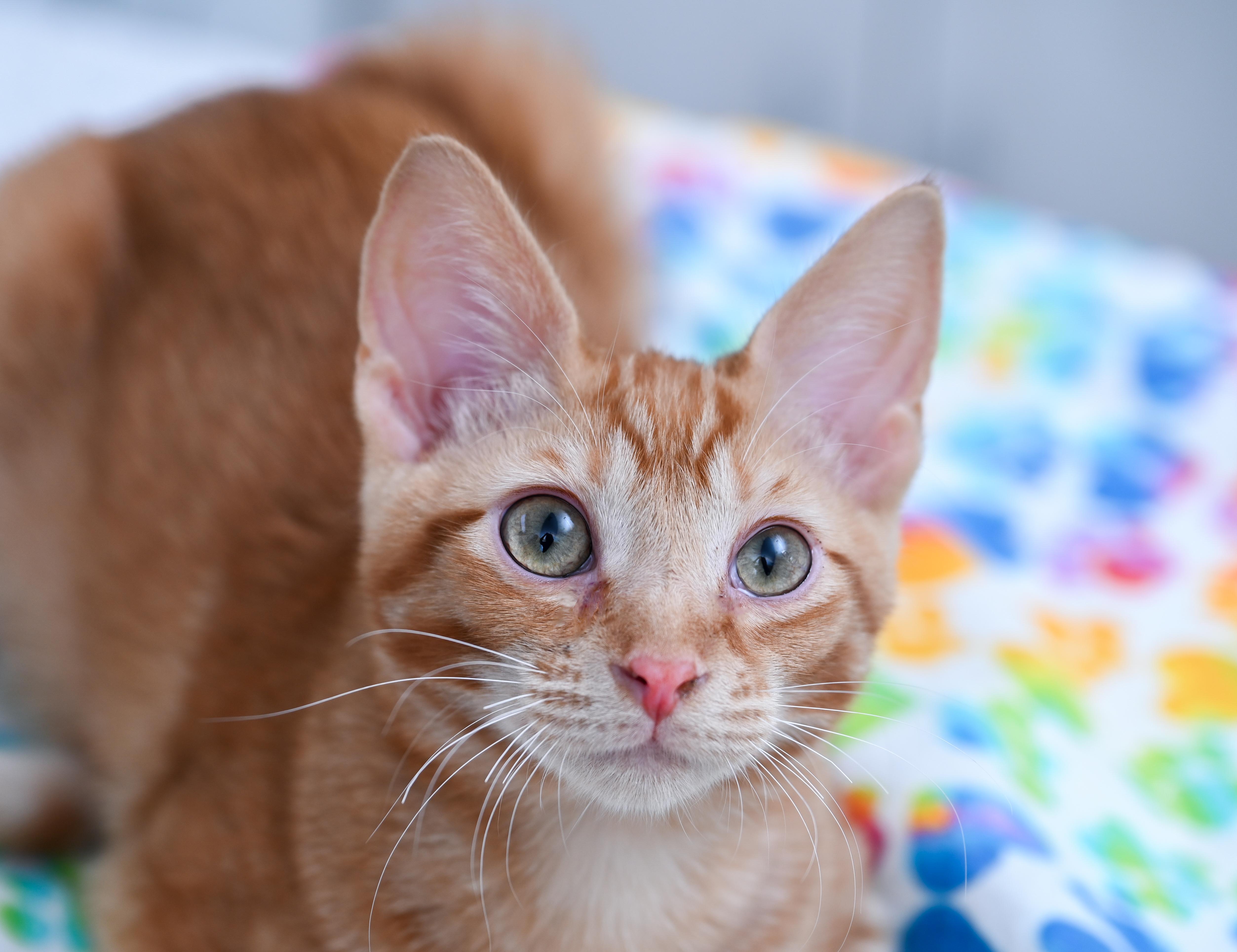 Sungold, an adopted mixed breed in Chattanooga, TN image 4/4