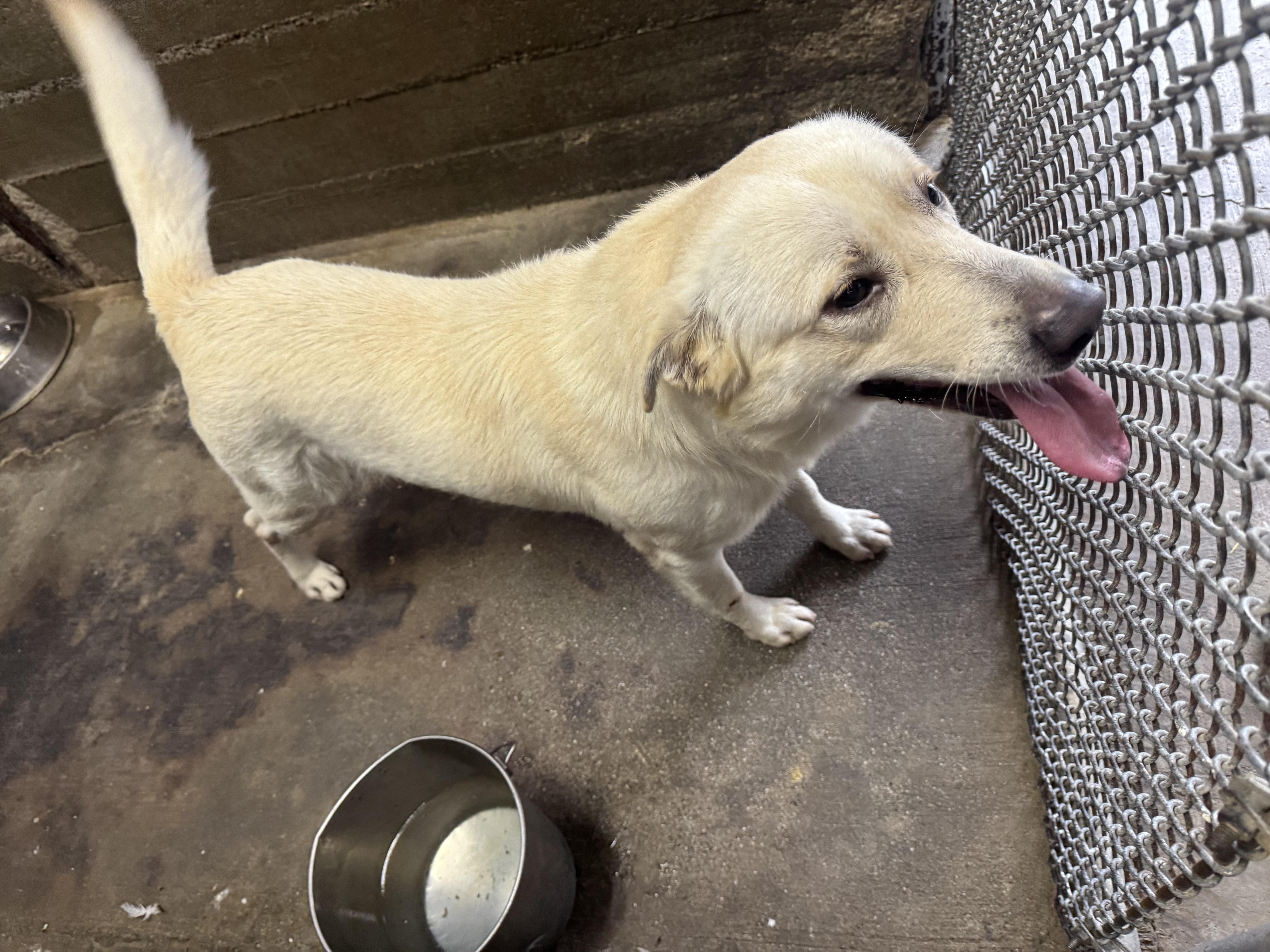 Enlarge CROSS (AVAILABLE NOVEMBER 21, 2025), a Adoptable Labrador Retriever in Wasco, CA image 1/3