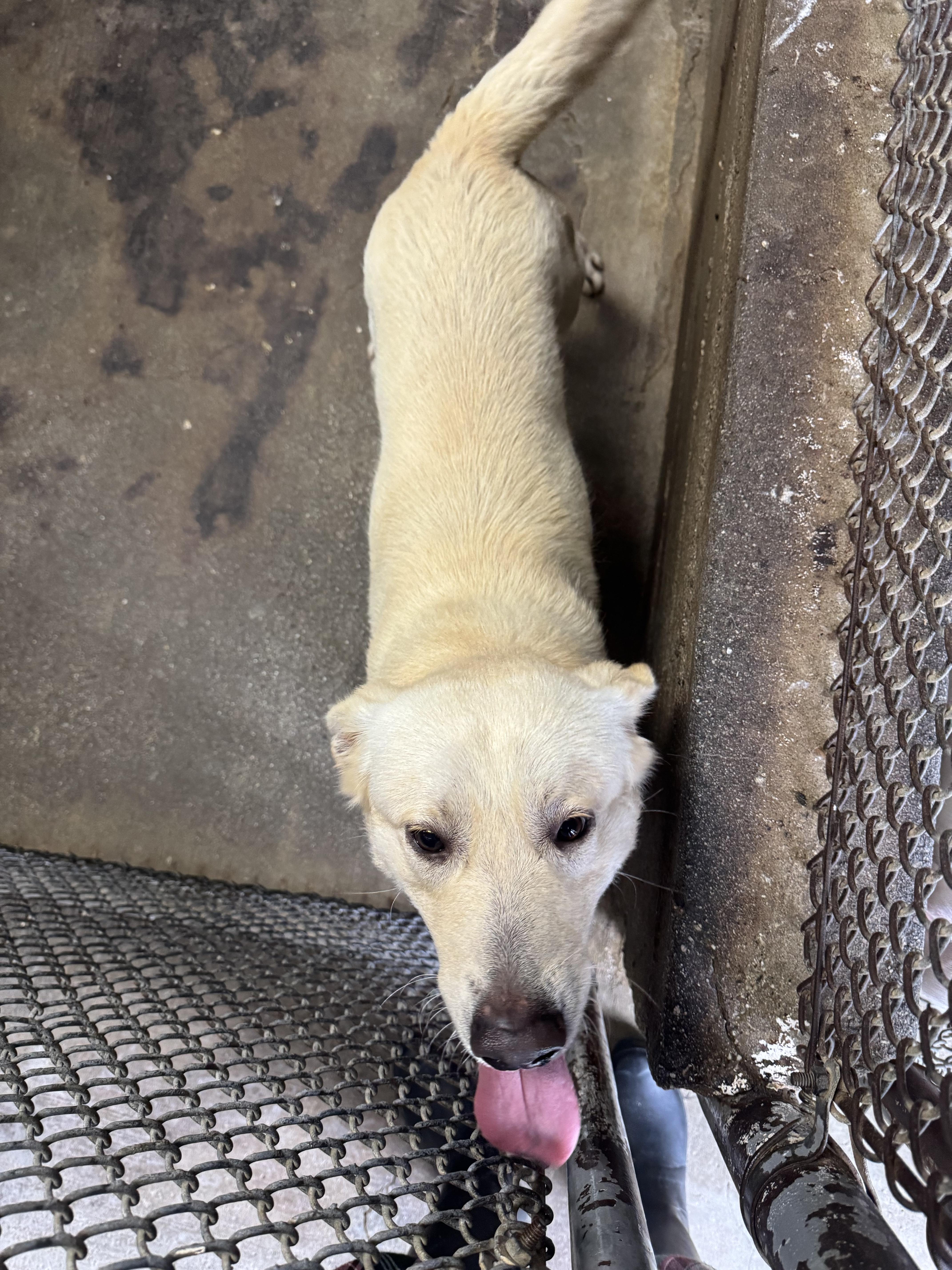 Enlarge CROSS (AVAILABLE NOVEMBER 21, 2025), a Adoptable Labrador Retriever in Wasco, CA image 2/3