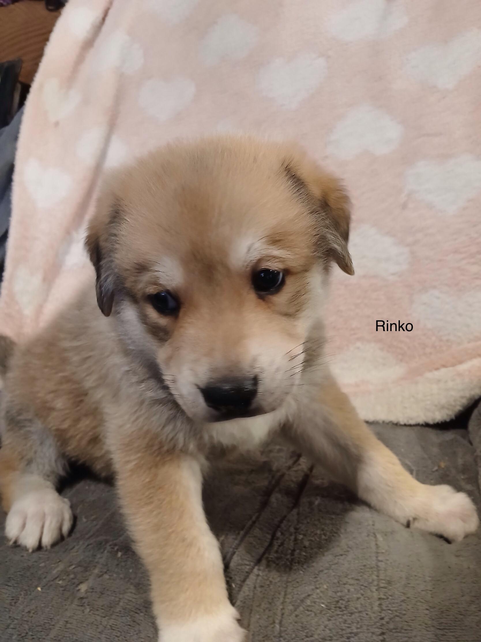 Enlarge Rinko, an adopted mixed breed in Rome, GA image 1/1