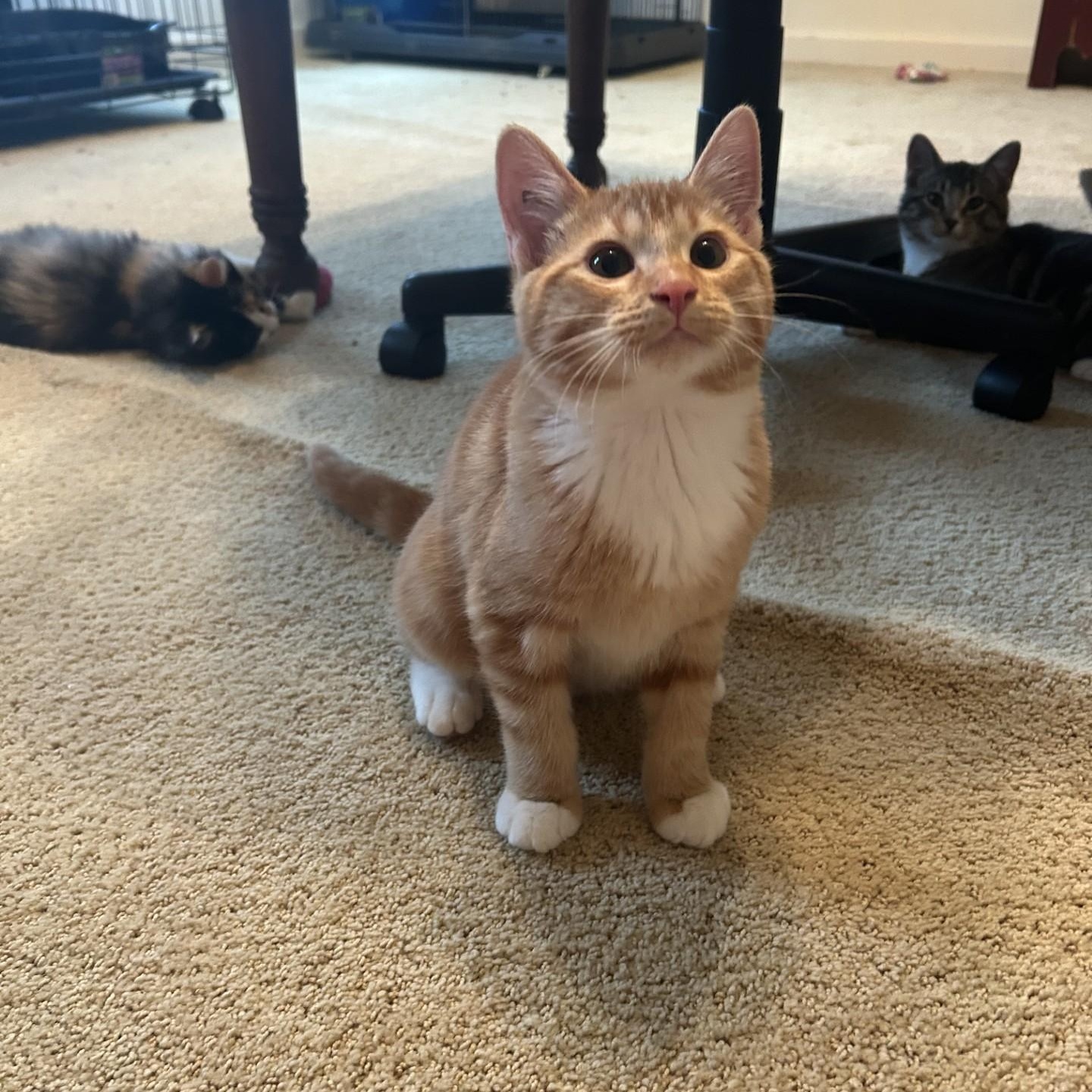 Enlarge Mars, an adopted Domestic Short Hair in Springdale, AR image 1/3