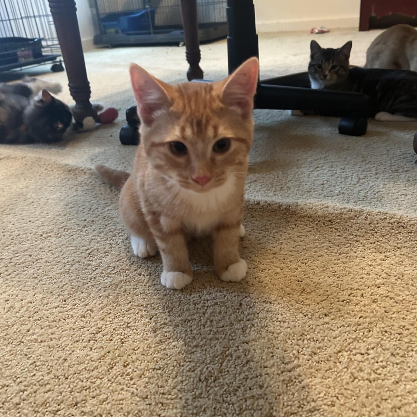 Enlarge Mars, an adopted Domestic Short Hair in Springdale, AR image 2/3