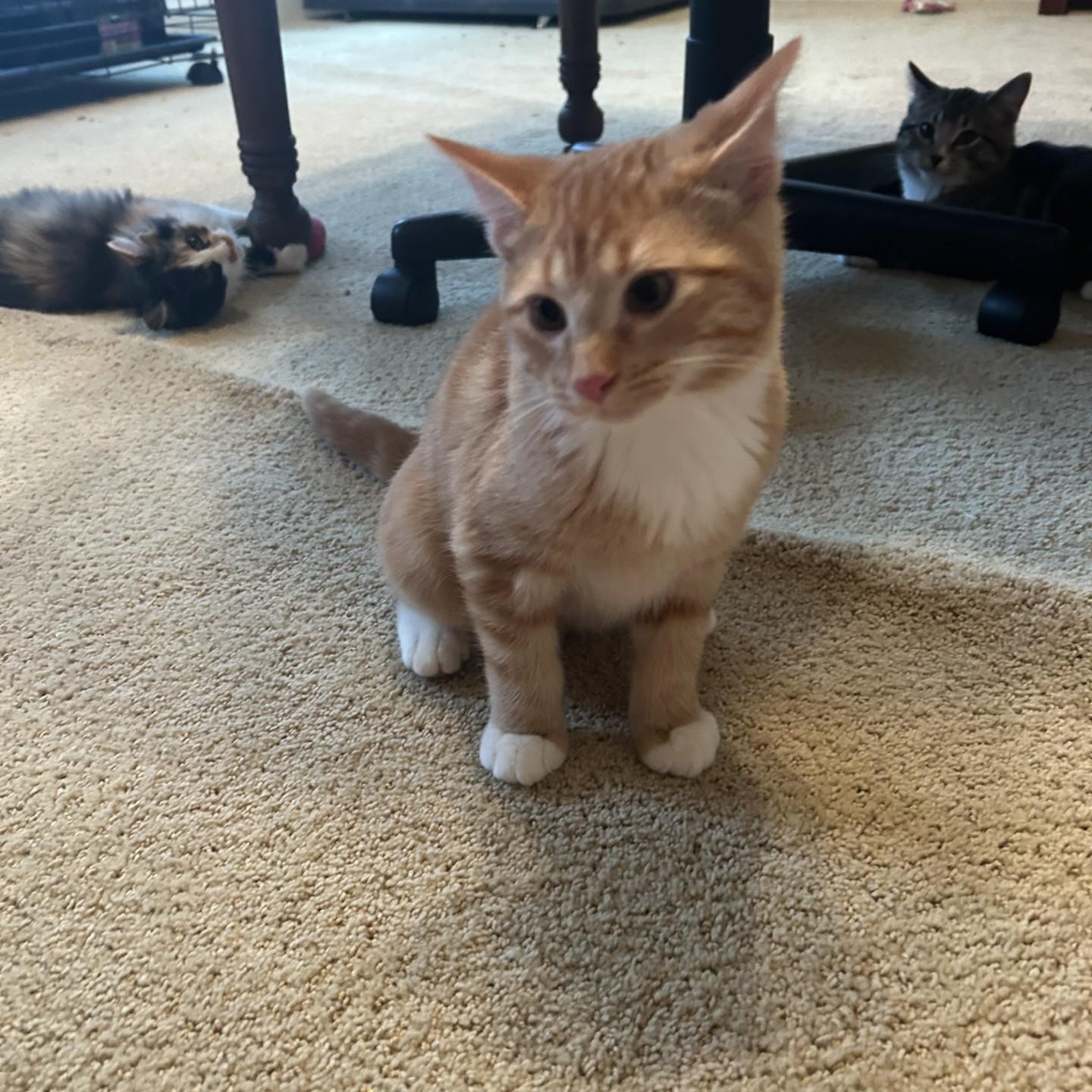 Enlarge Mars, an adopted Domestic Short Hair in Springdale, AR image 3/3