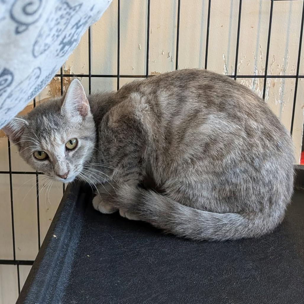 Enlarge Sylvie, a Adoptable Domestic Short Hair in Huntington, WV image 1/1