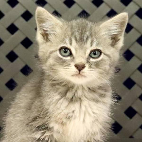 Truffle, Adoptable, Kitten Male Domestic Medium Hair.