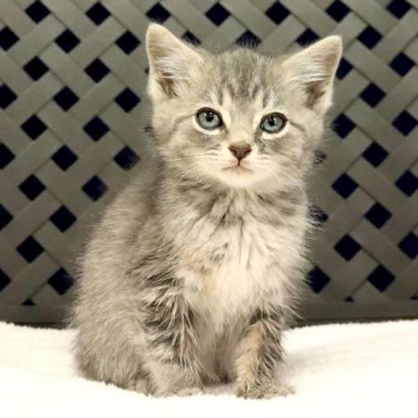 Enlarge Truffle, a Adoptable mixed breed in Fort Davis, TX image 2/2