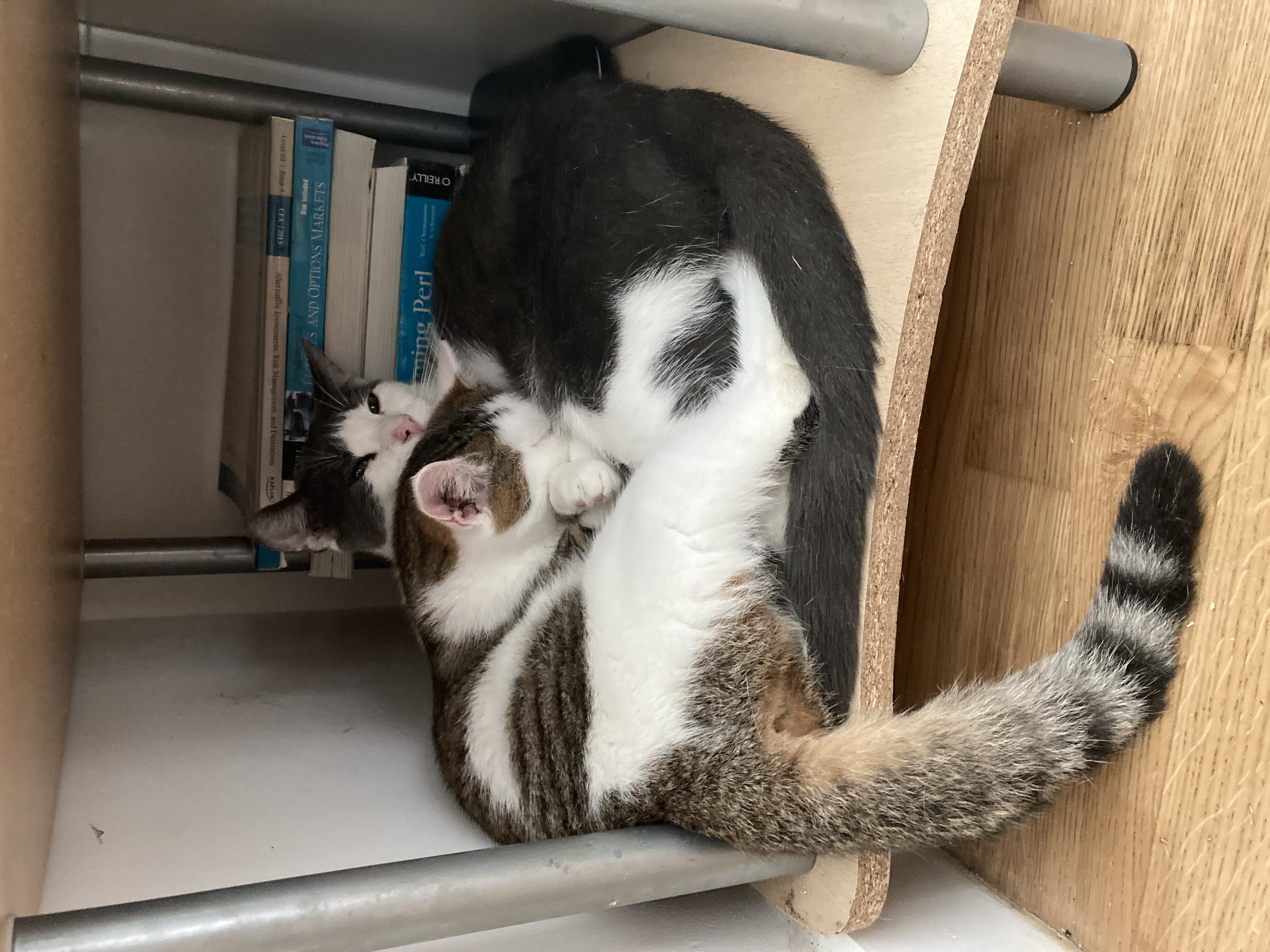 Enlarge Alexie, a Adoptable Domestic Short Hair in New York, NY image 3/4