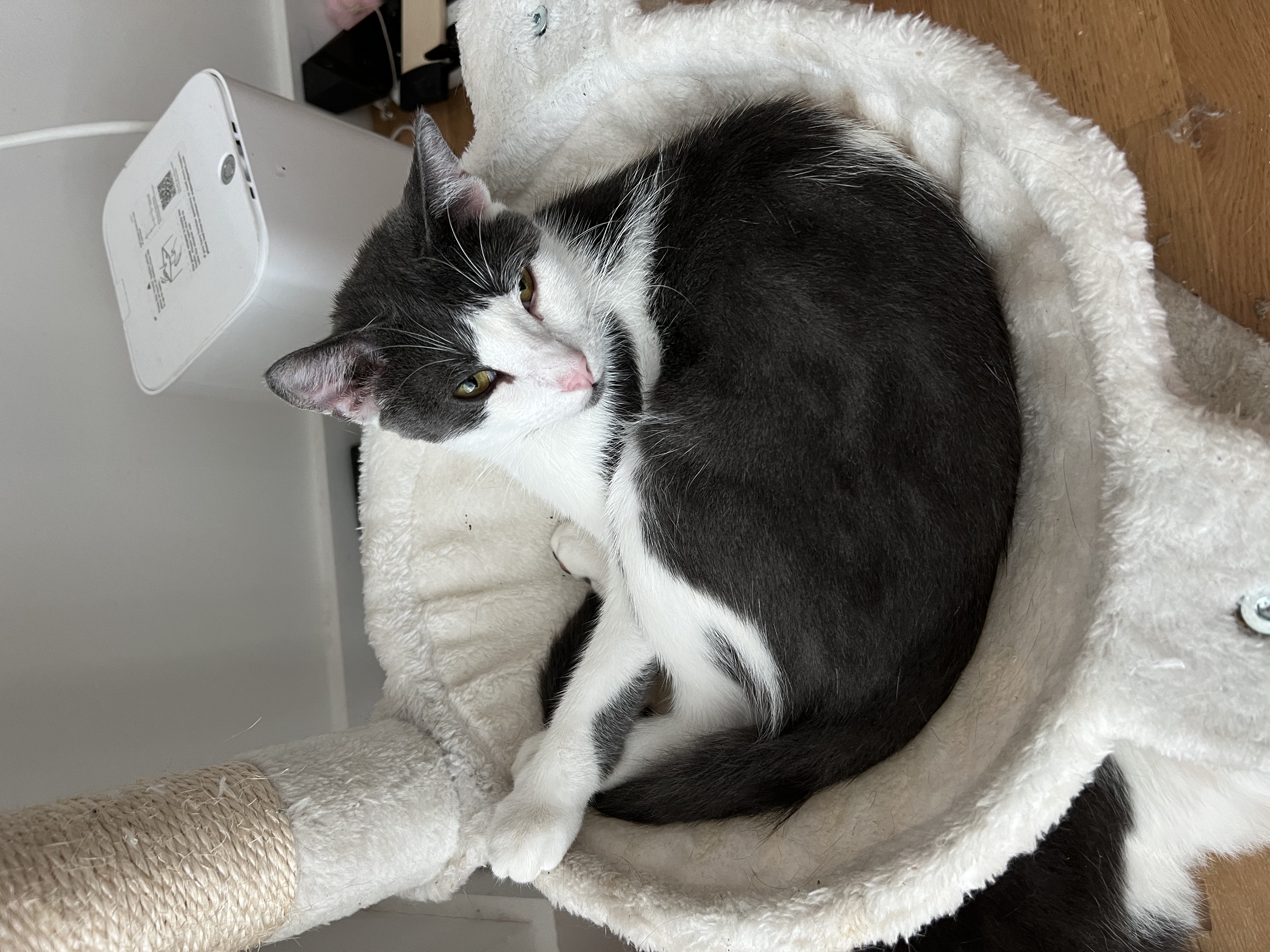 Enlarge Alexie, a Adoptable Domestic Short Hair in New York, NY image 2/4