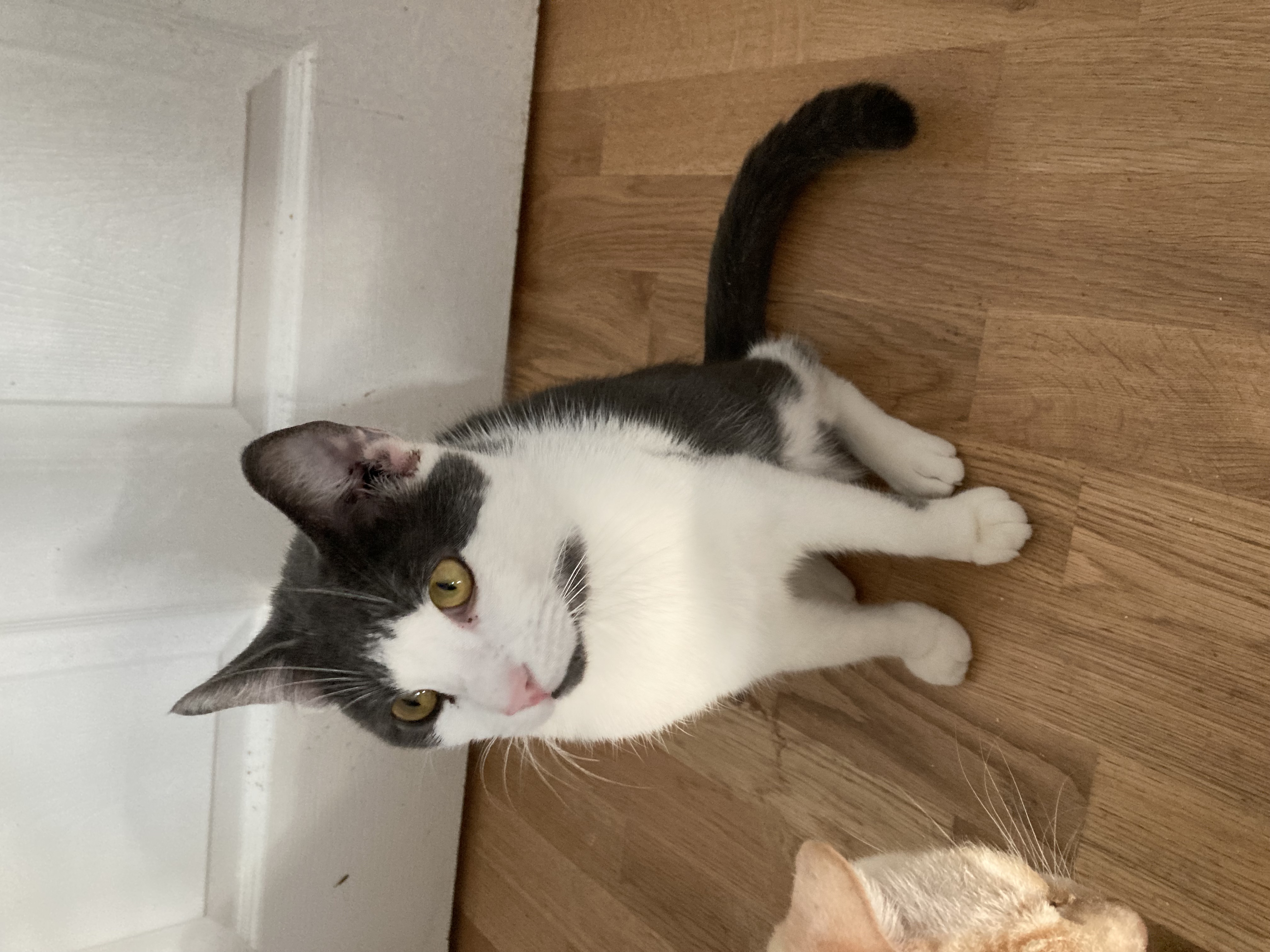 Alexie, Adoptable, Young Male Domestic Short Hair.