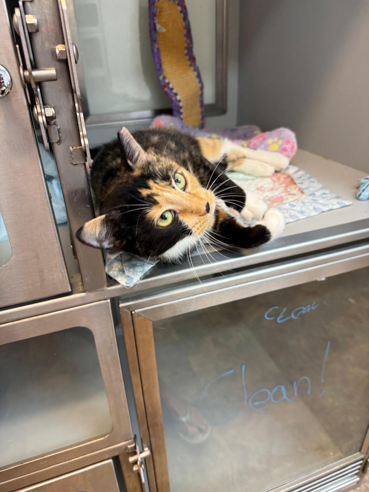 Medusa, a Adoptable mixed breed in Miami Beach, FL image 6/6