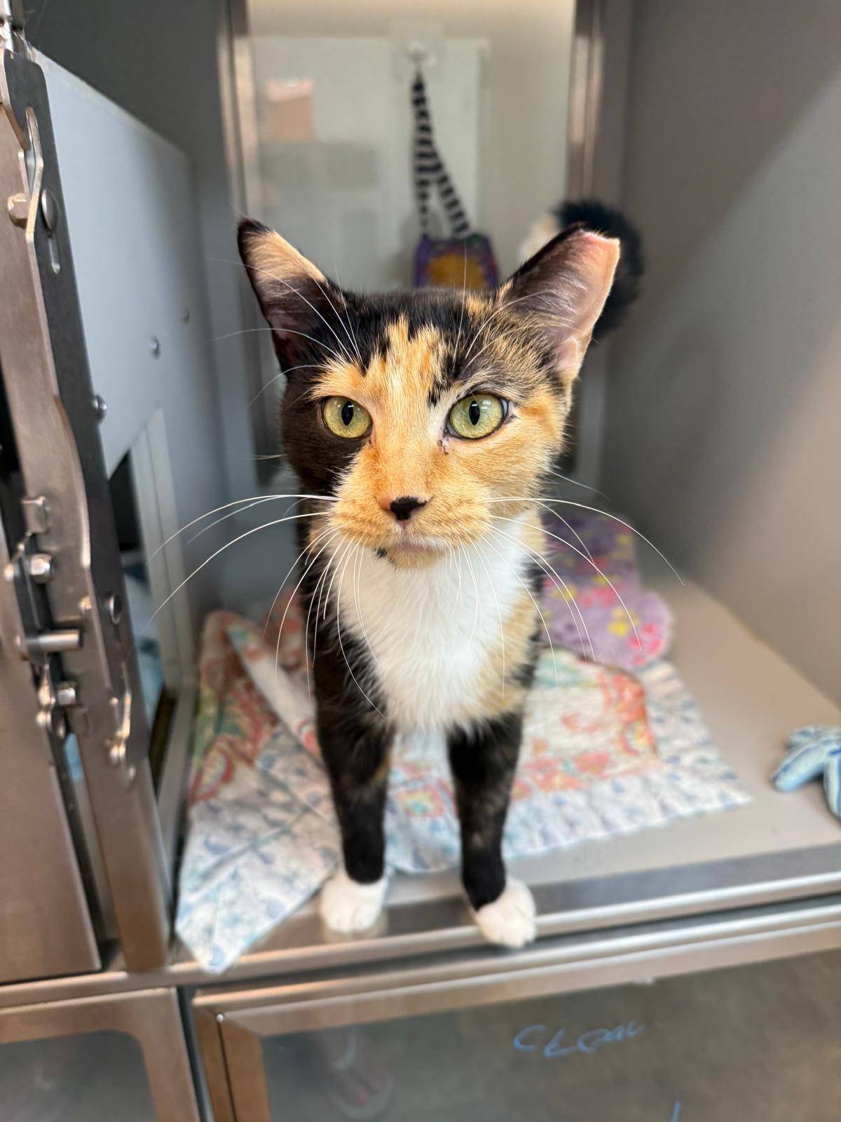 Medusa, a Adoptable mixed breed in Miami Beach, FL image 3/6