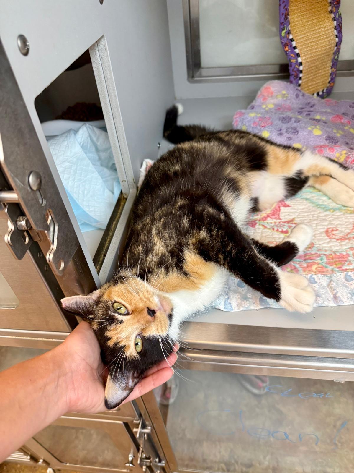 Medusa, a Adoptable mixed breed in Miami Beach, FL image 1/6