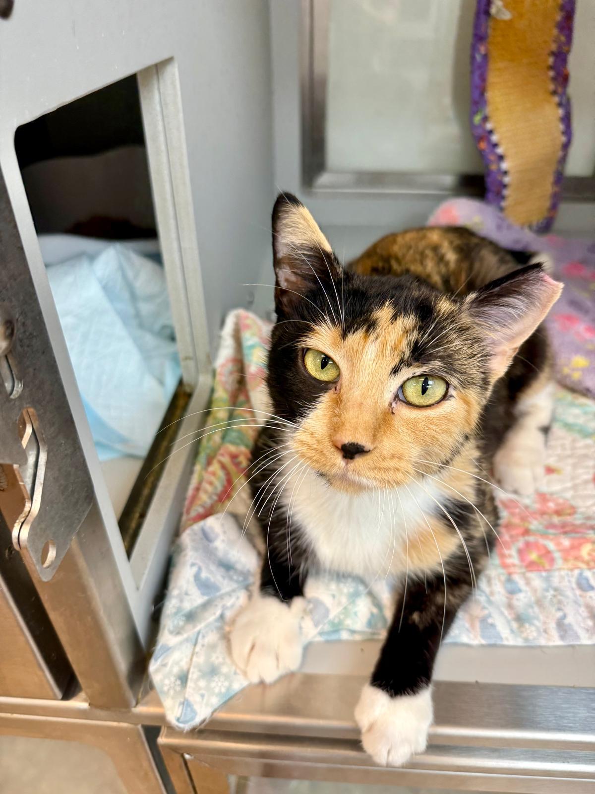 Medusa, a Adoptable mixed breed in Miami Beach, FL image 2/6