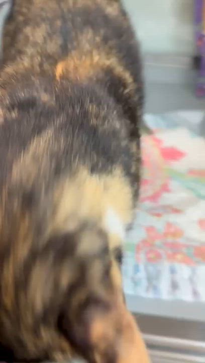 Enlarge Medusa, a Adoptable mixed breed in Miami Beach, FL video 5/6