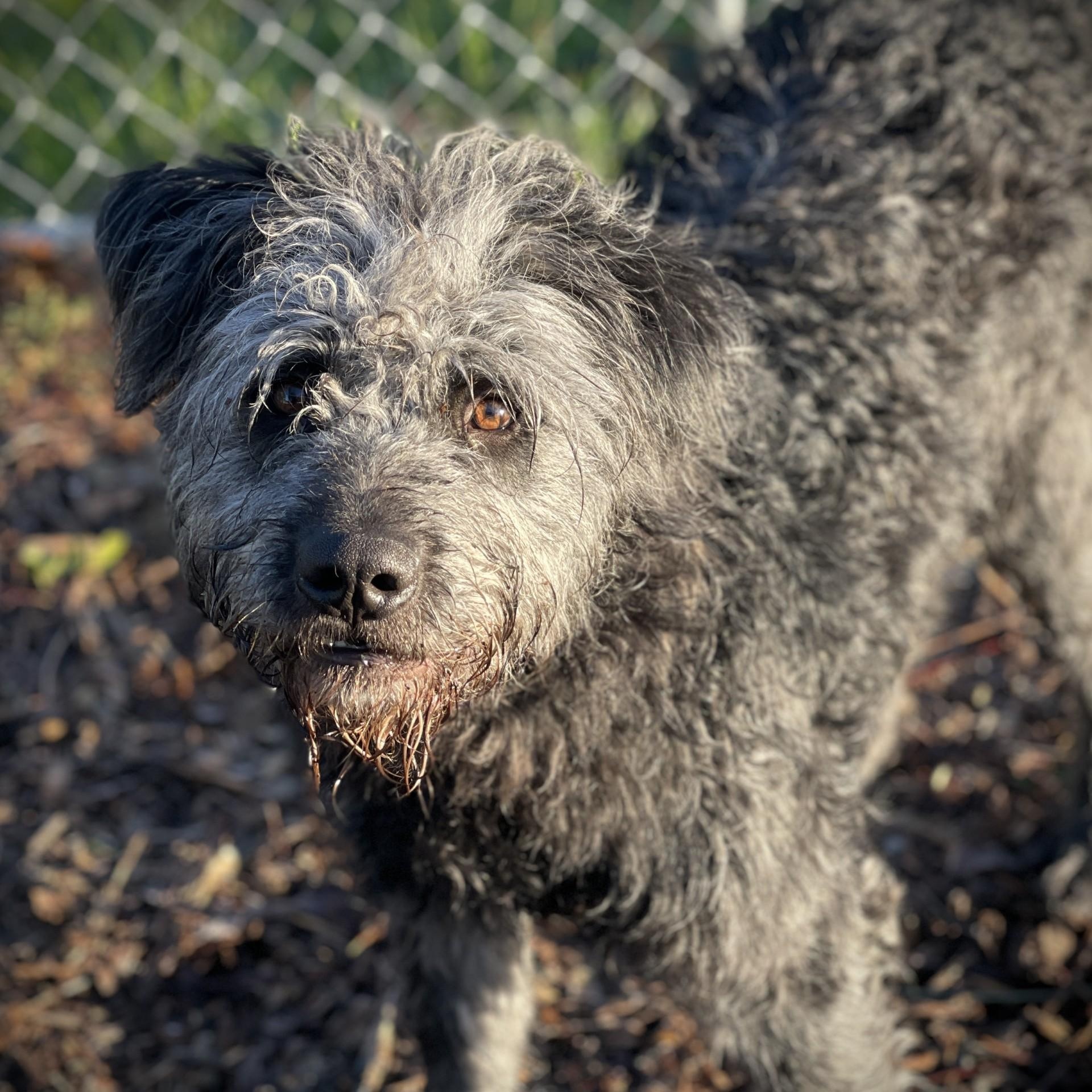 Wolfgang, an adopted mixed breed in San Andreas, CA image 3/3