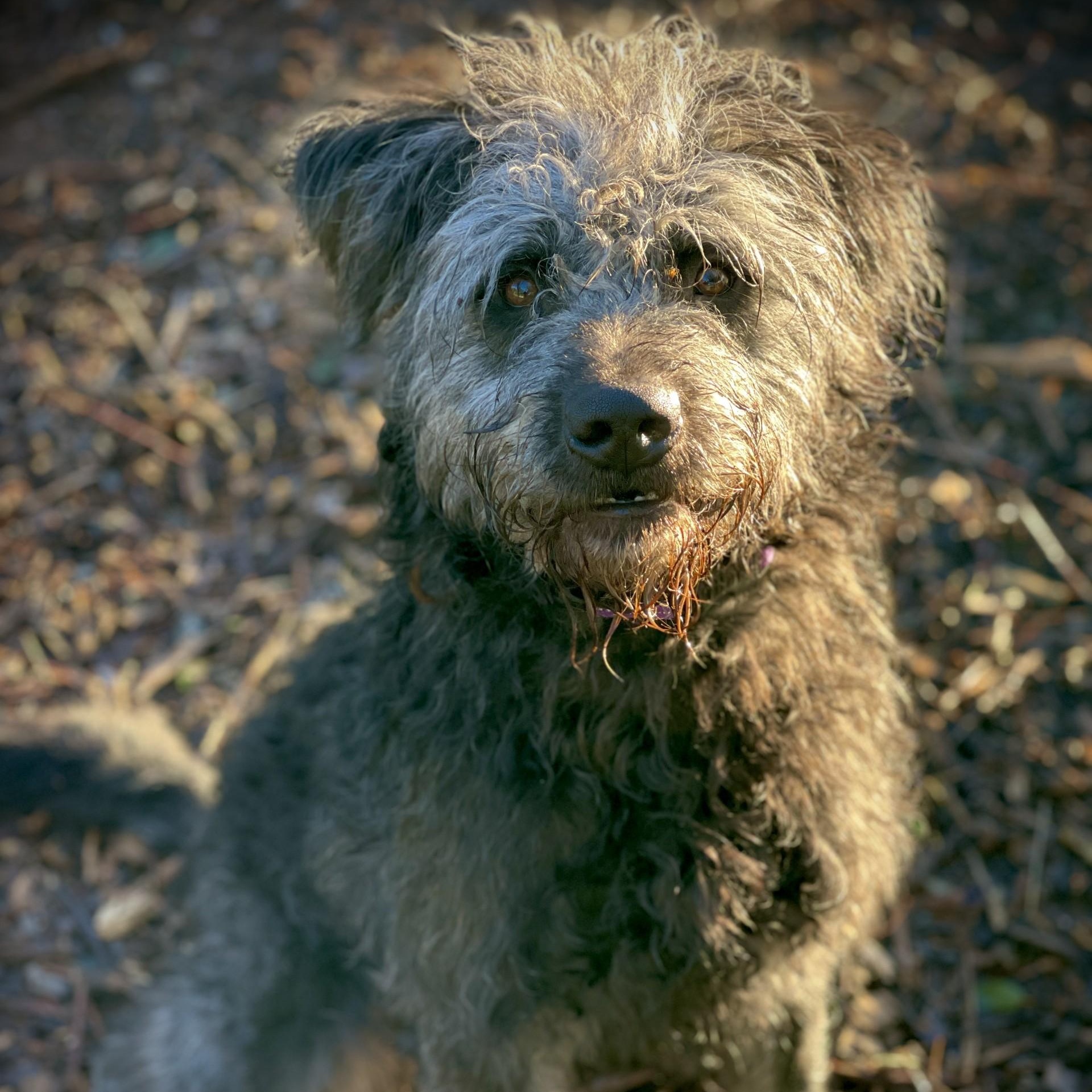 Wolfgang, adopted, Young Male Irish Wolfhound & Standard Poodle.