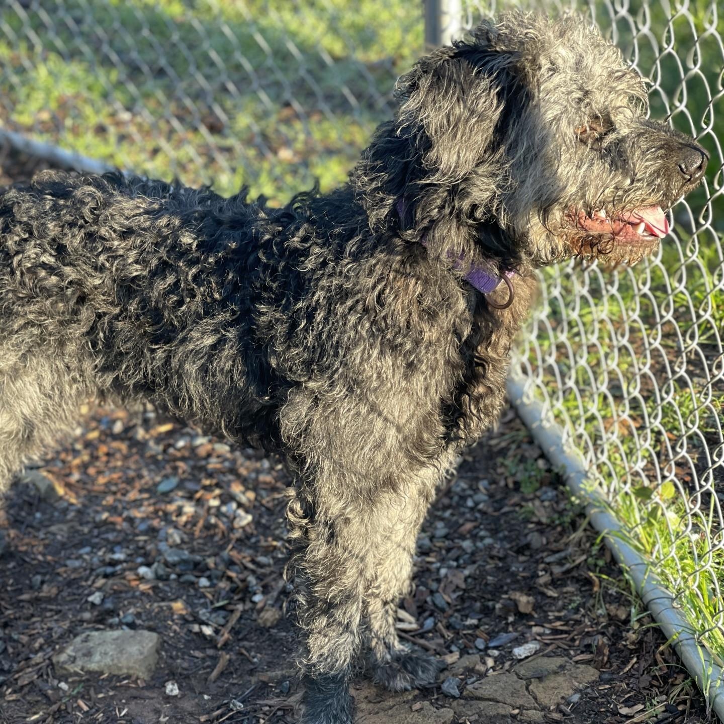 Wolfgang, an adopted mixed breed in San Andreas, CA image 2/3