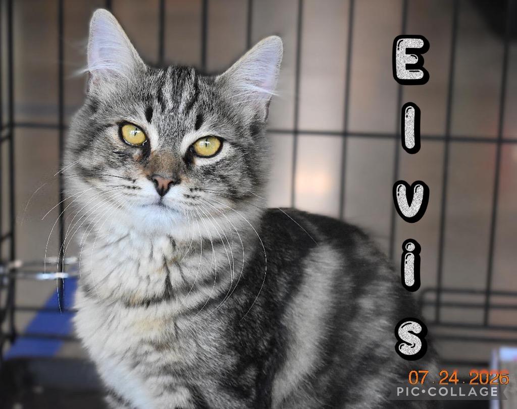 Elvis, a Adoptable mixed breed in Fort Oglethorpe, GA image 2/4