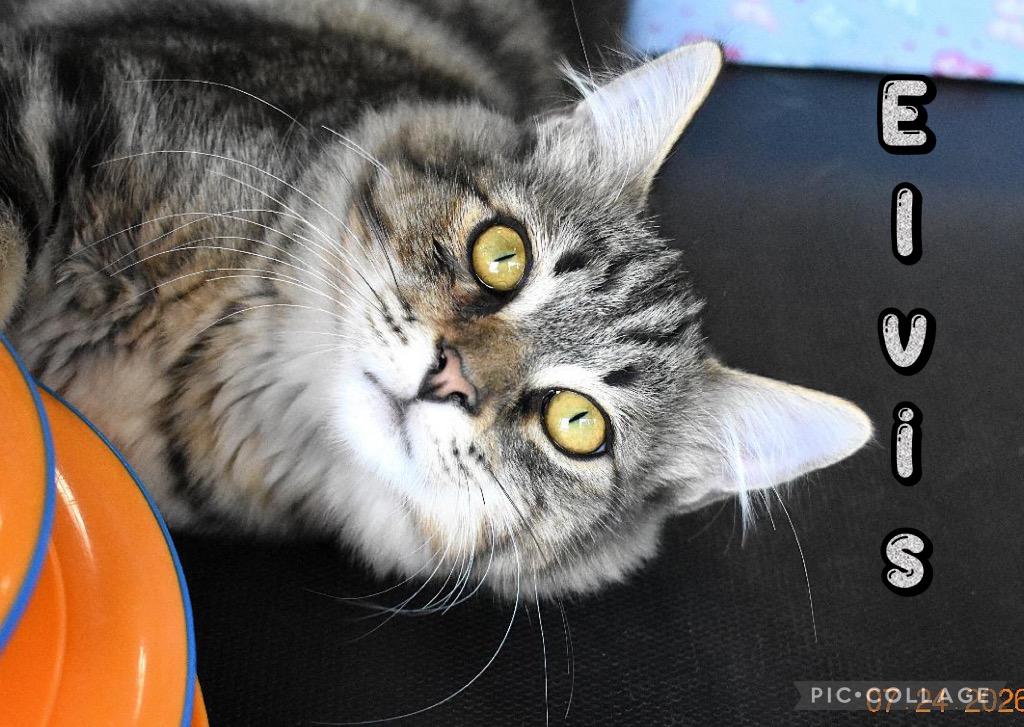 Elvis, a Adoptable mixed breed in Fort Oglethorpe, GA image 3/4