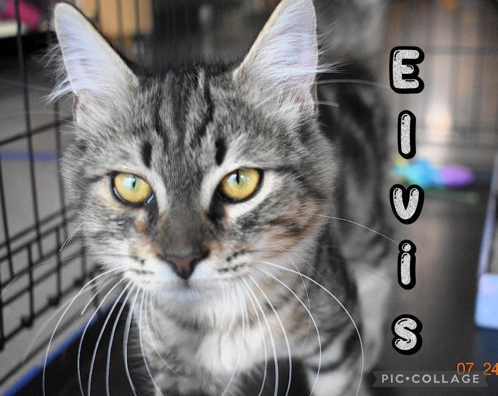 Elvis, a Adoptable mixed breed in Fort Oglethorpe, GA image 4/4