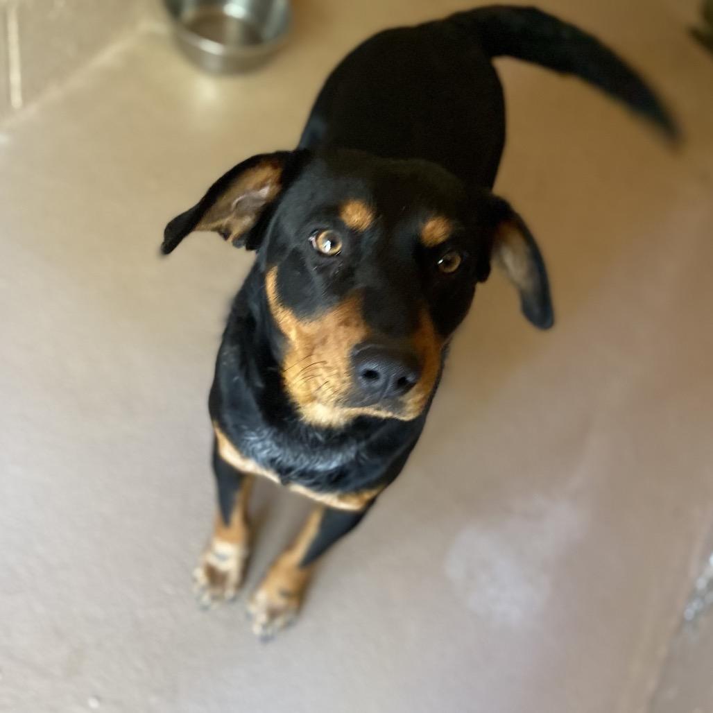 Sparrow, Adoptable, Young Female Rottweiler & Cattle Dog.