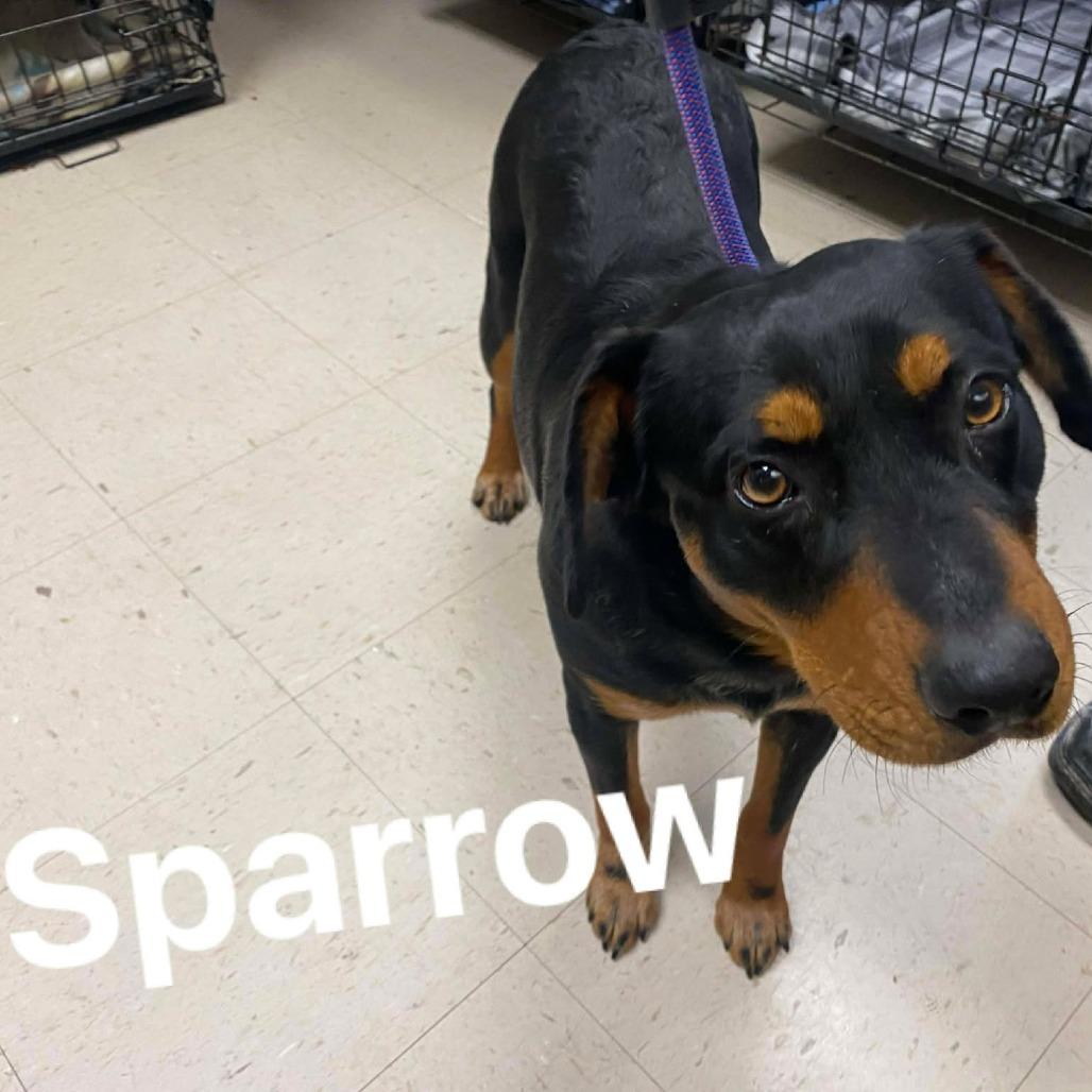 Enlarge Sparrow, a Adoptable mixed breed in Caryville, TN image 2/6