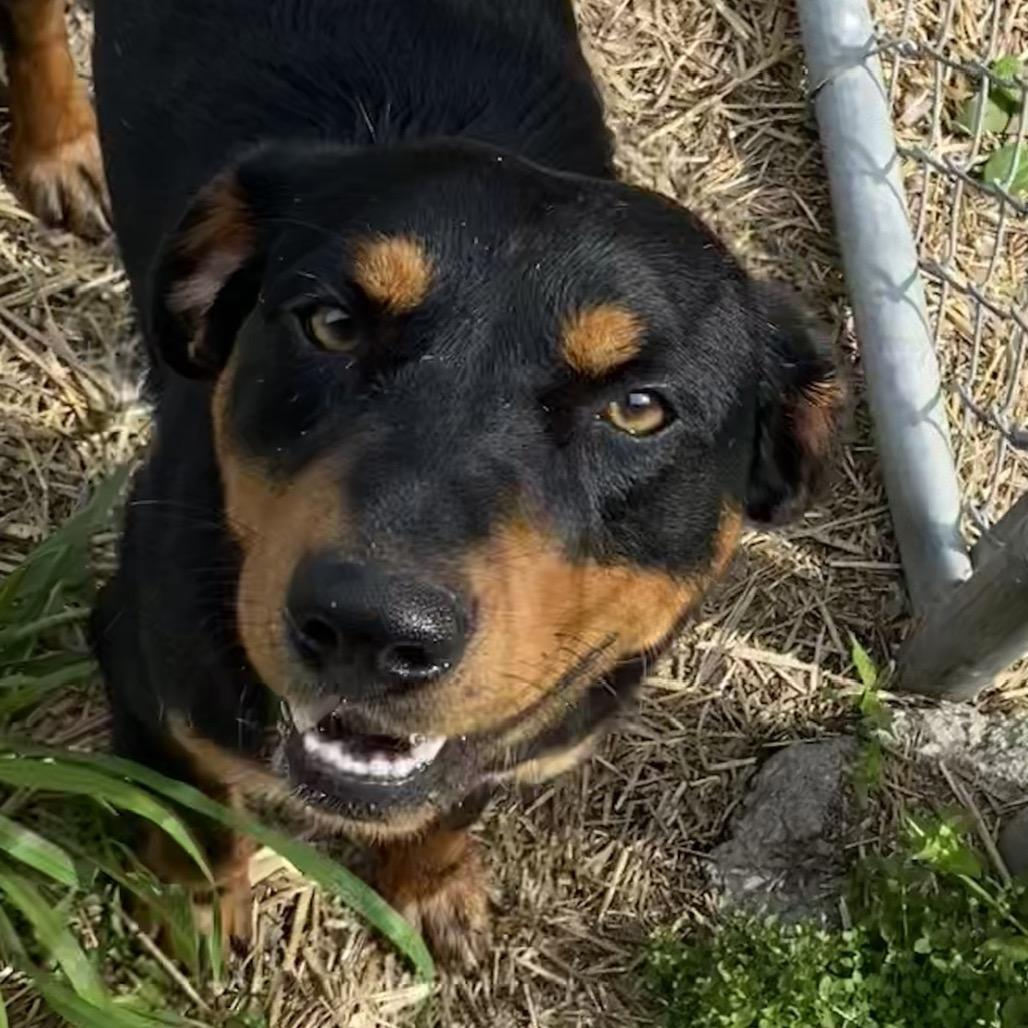 Enlarge Sparrow, a Adoptable mixed breed in Caryville, TN image 4/6