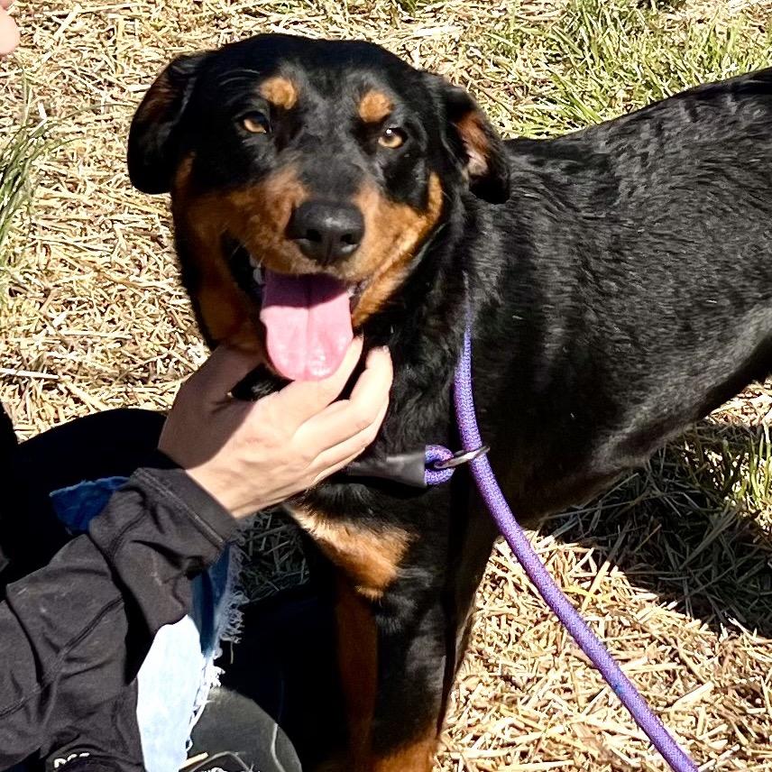 Enlarge Sparrow, a Adoptable mixed breed in Caryville, TN image 3/6
