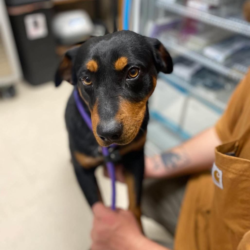 Enlarge Sparrow, a Adoptable mixed breed in Caryville, TN image 4/6