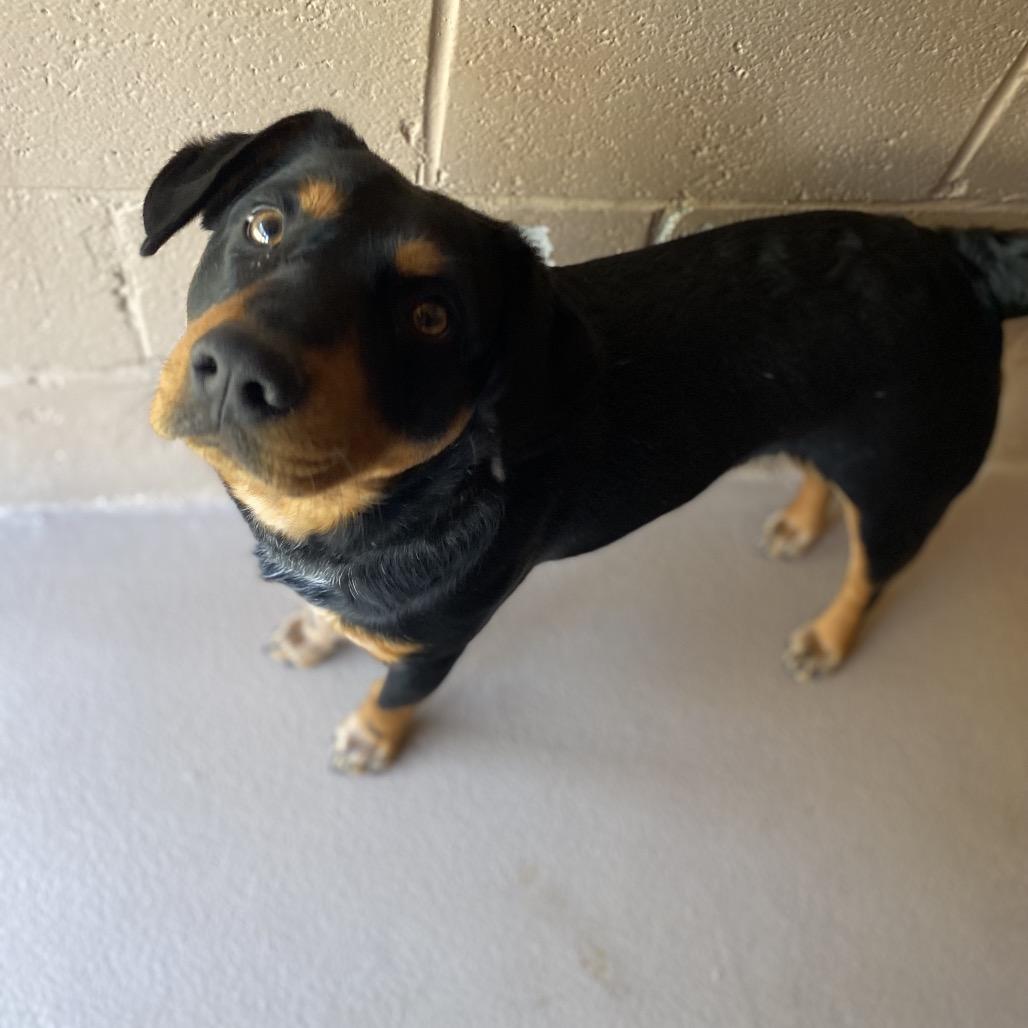Enlarge Sparrow, a Adoptable mixed breed in Caryville, TN image 5/6