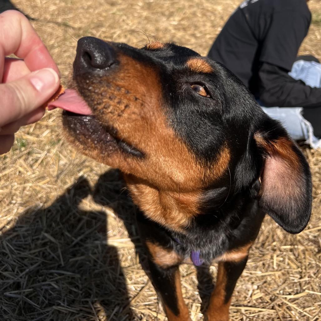 Enlarge Sparrow, a Adoptable mixed breed in Caryville, TN image 6/6
