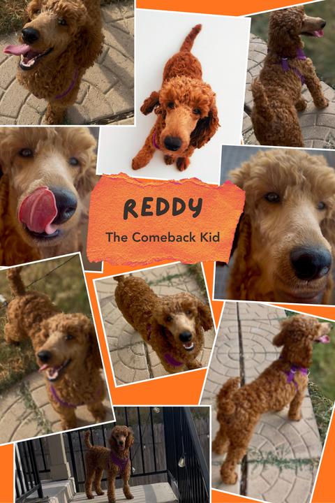 Reddy thumbnail 6