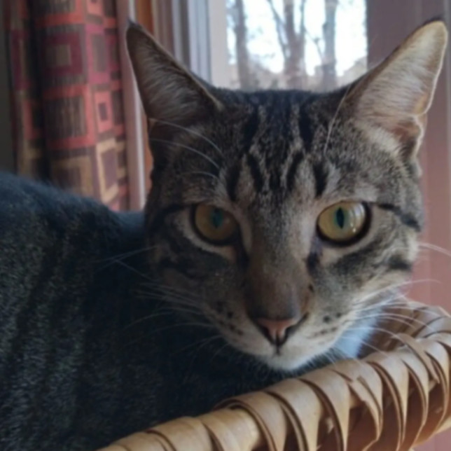 Steve 1