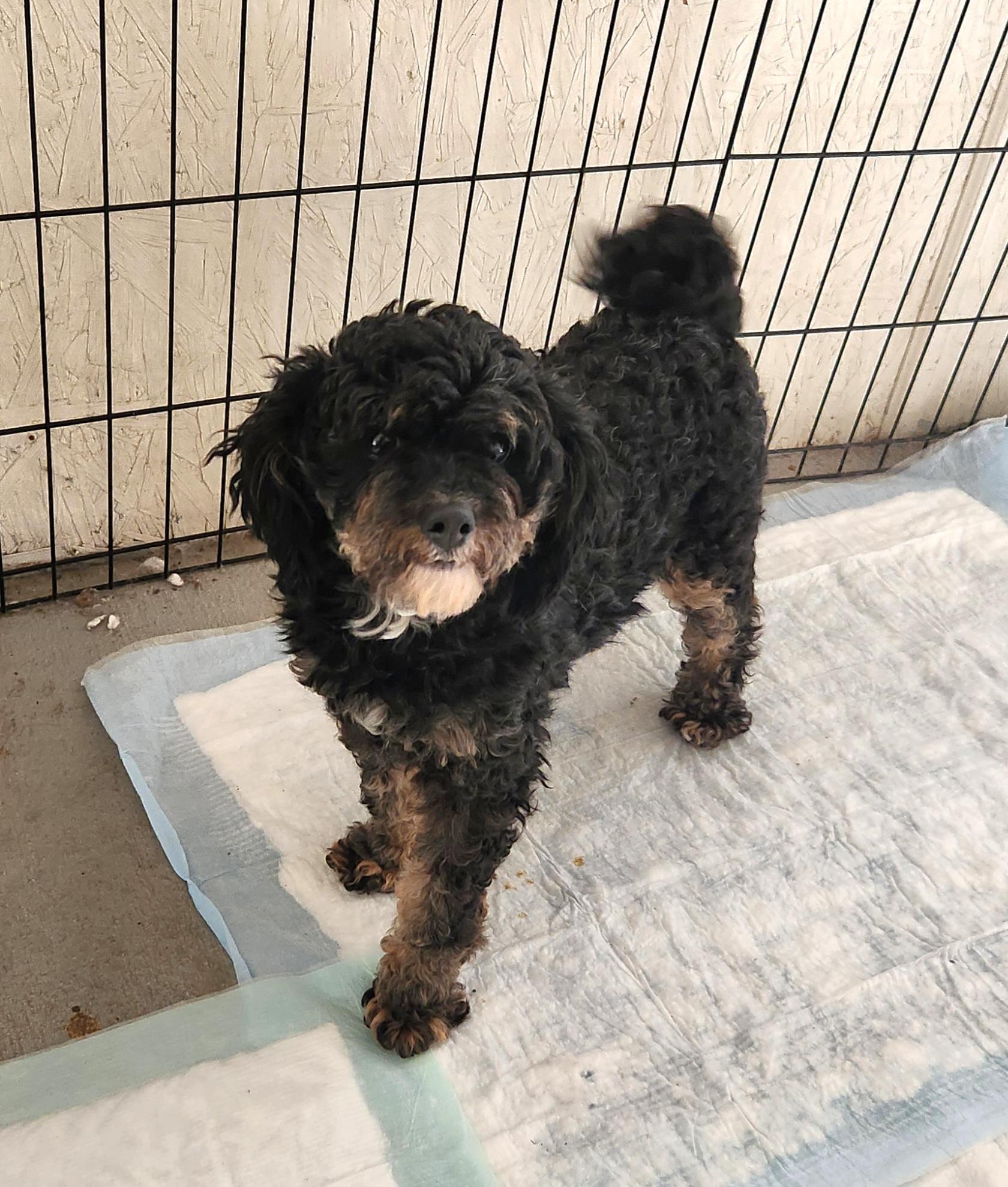 Gypsy, an adopted Bernedoodle in Liberty Center, OH image 6/6