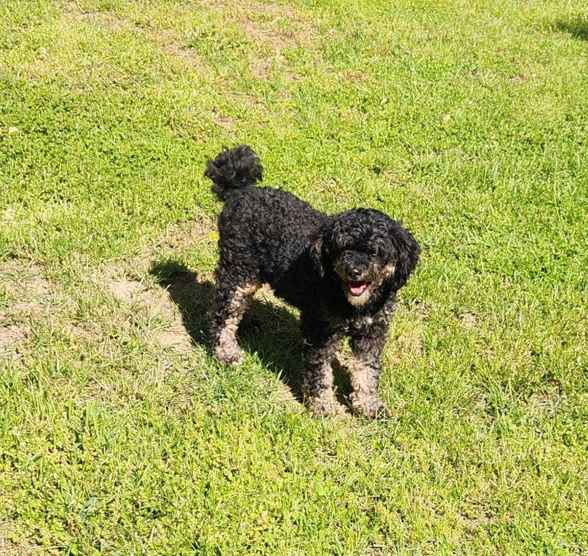 Gypsy, an adopted Bernedoodle in Liberty Center, OH image 5/6