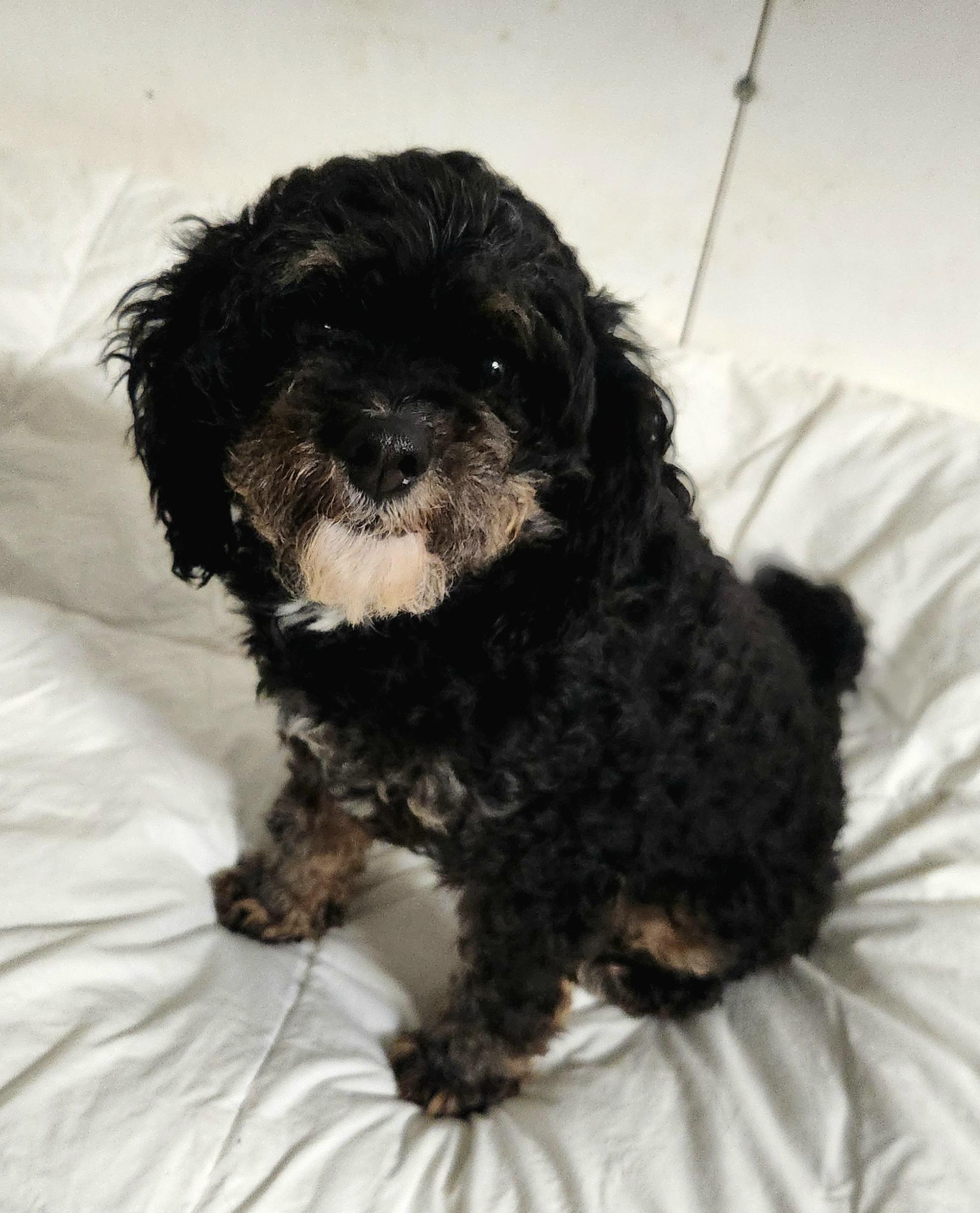 Gypsy, an adopted Bernedoodle in Liberty Center, OH image 4/6