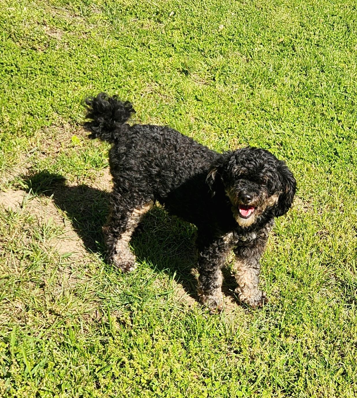 Gypsy, an adopted Bernedoodle in Liberty Center, OH image 2/6