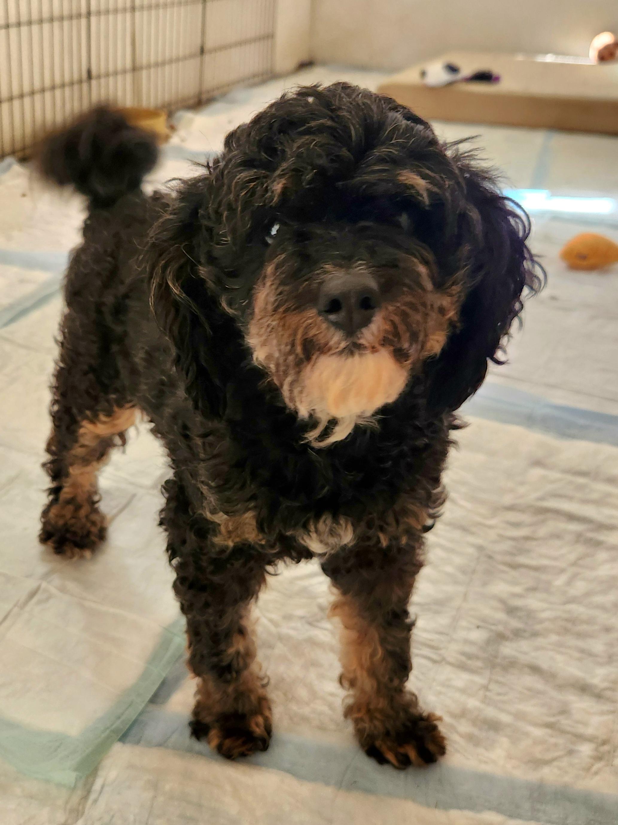Gypsy, an adopted Bernedoodle in Liberty Center, OH image 1/6