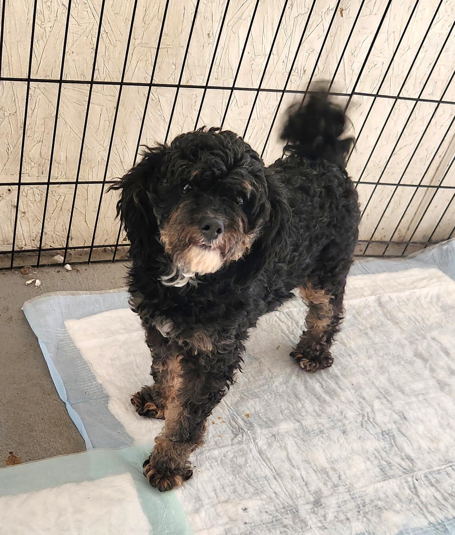 Gypsy, an adopted Bernedoodle in Liberty Center, OH image 3/6