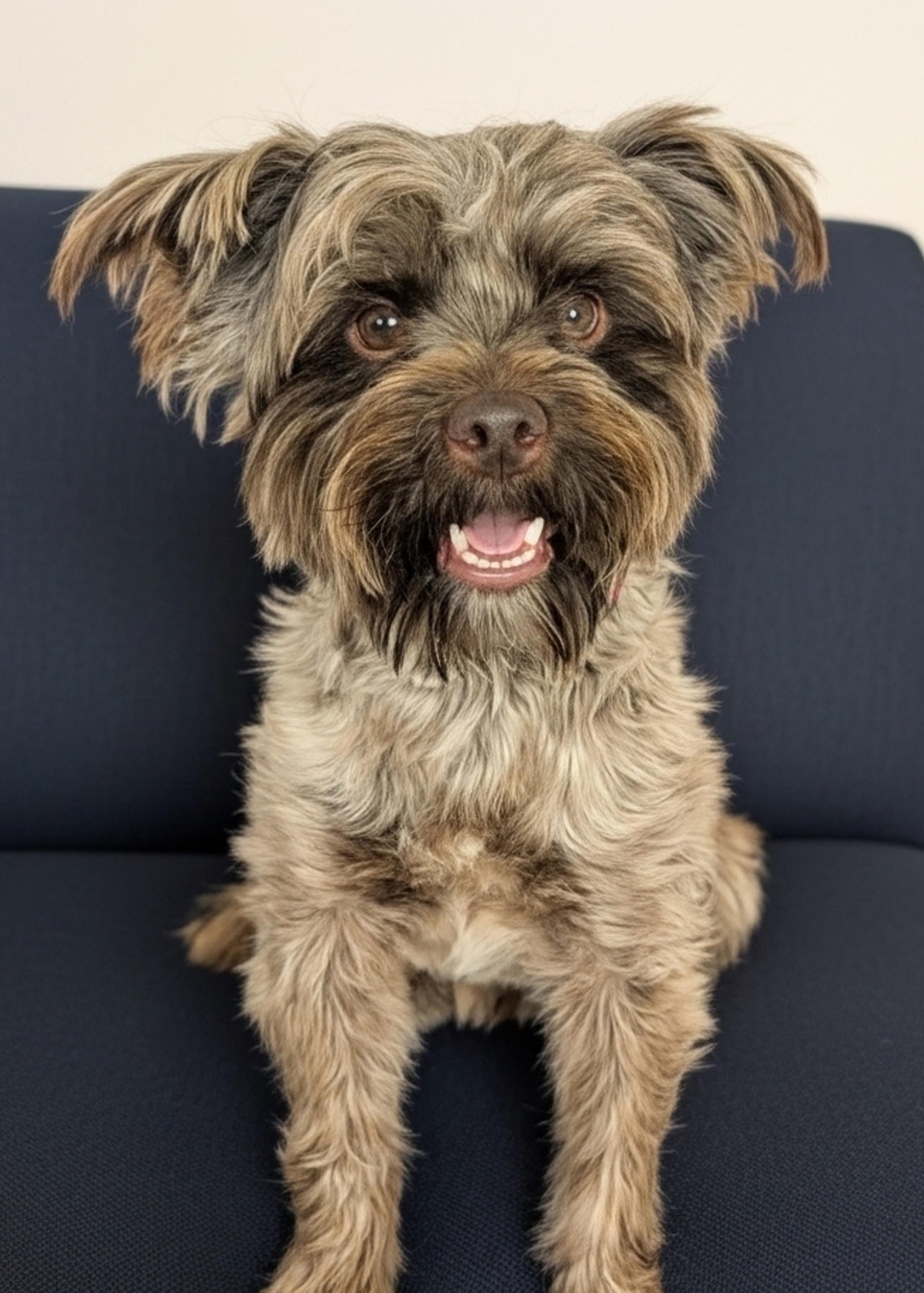 Enlarge Herbie, an adopted mixed breed in Baton Rouge, LA image 1/2