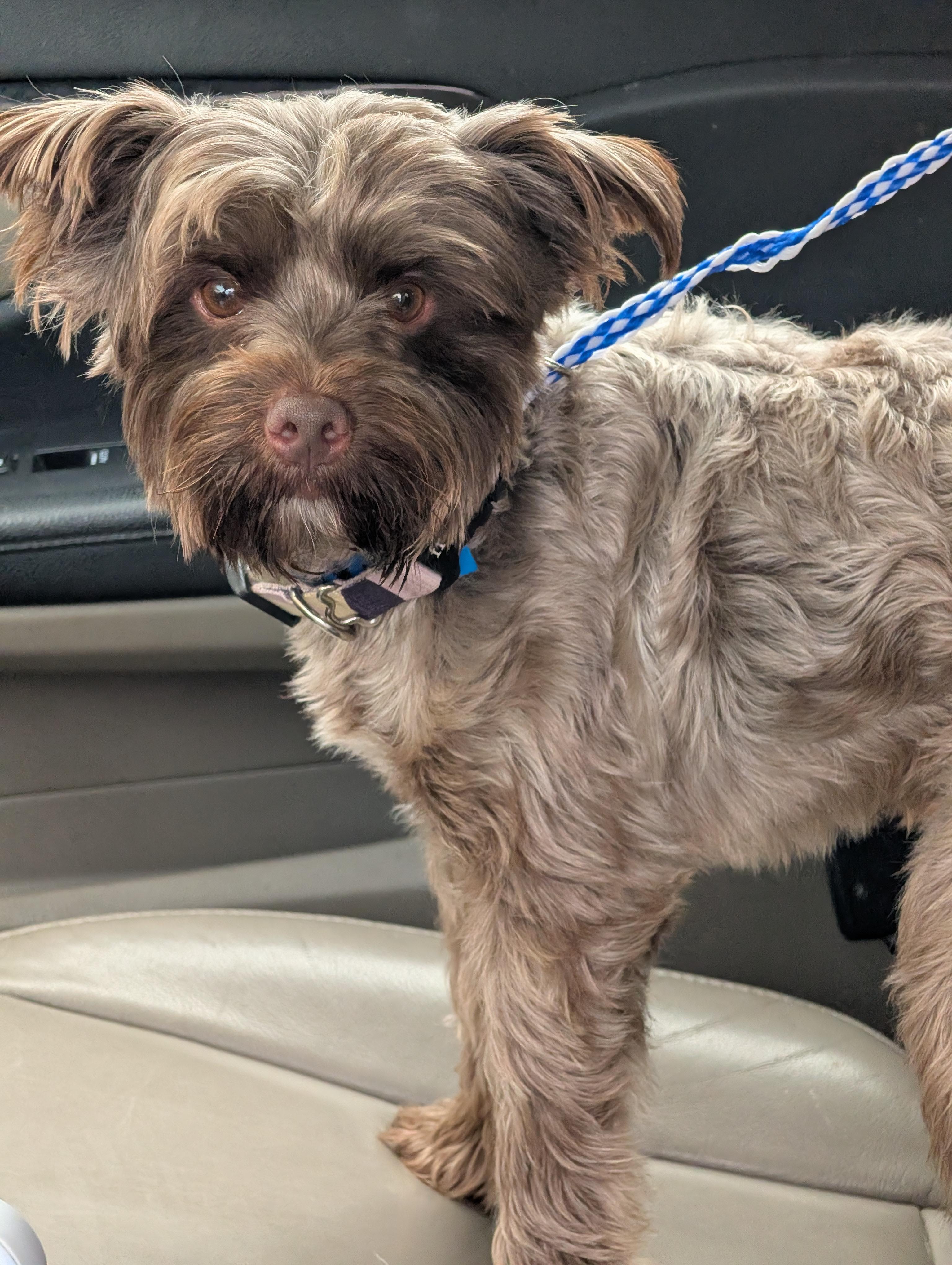 Enlarge Herbie, an adopted mixed breed in Baton Rouge, LA image 2/2