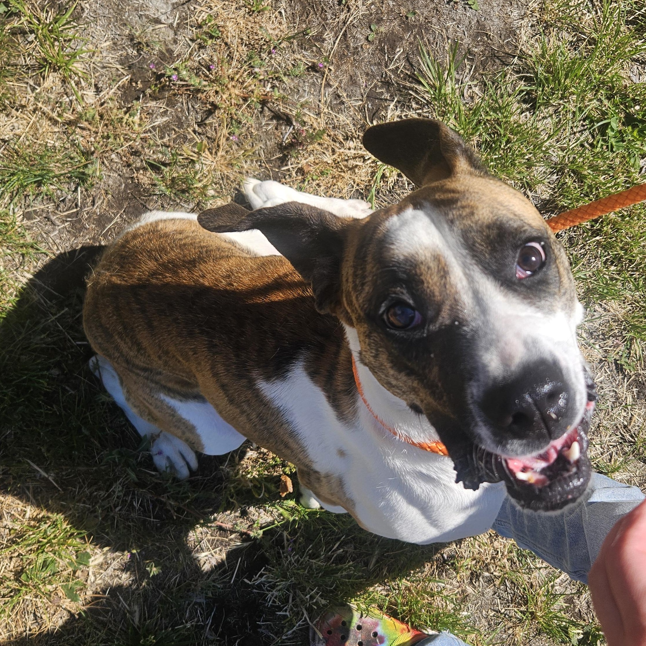 Enlarge Dezy, a Adoptable mixed breed in The Dalles, OR image 2/3