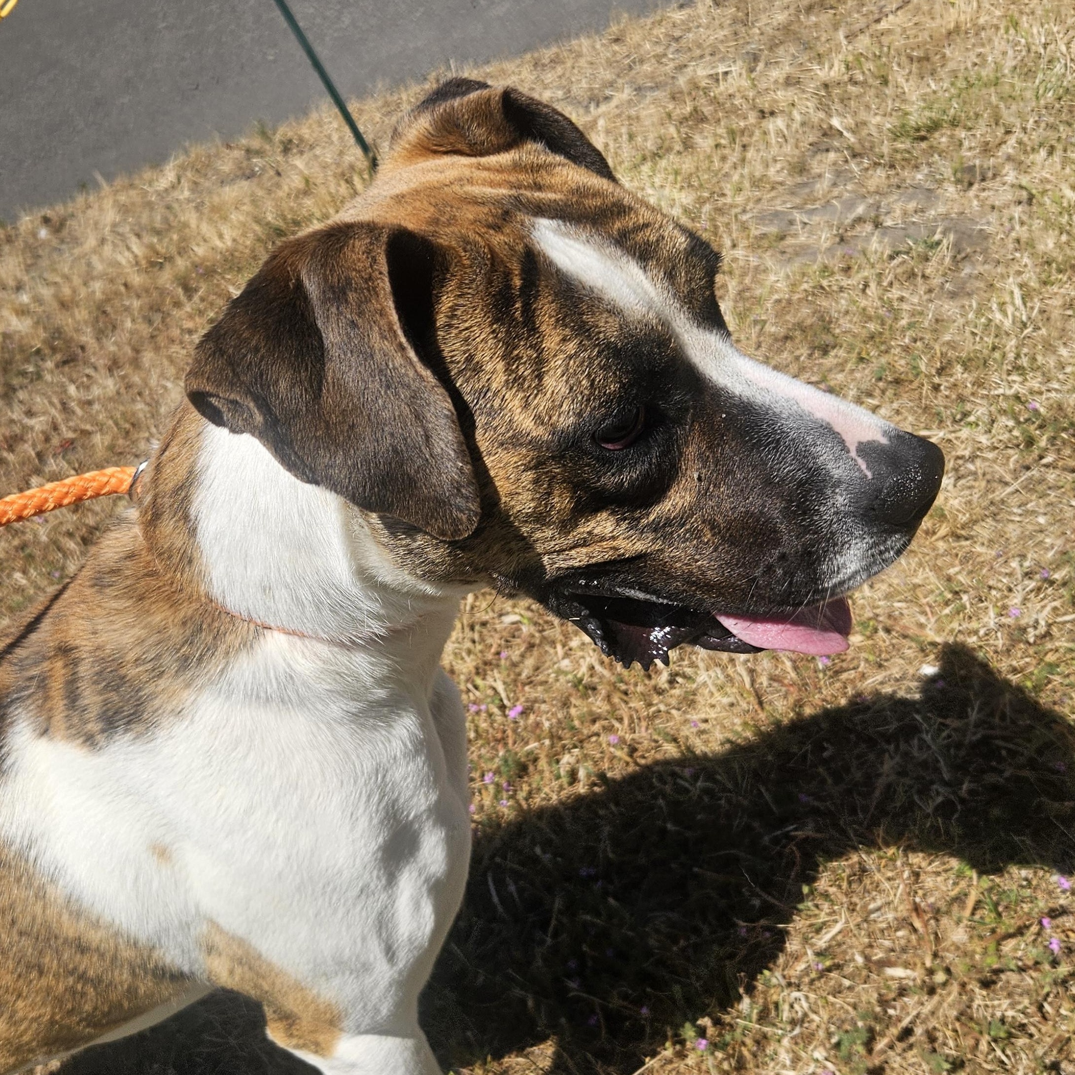Enlarge Dezy, a Adoptable mixed breed in The Dalles, OR image 3/3