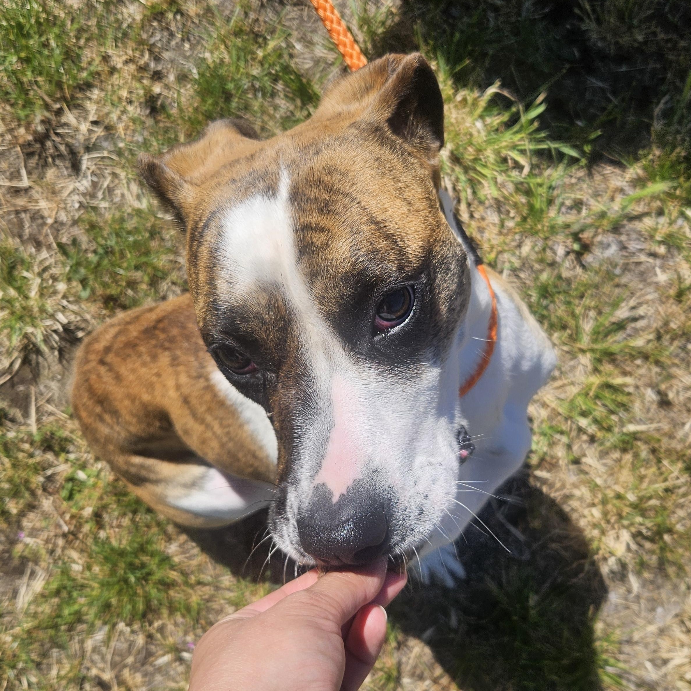 Dezy, Adoptable, Adult Female Boxer & Hound.