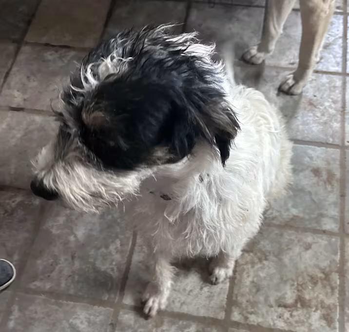 Gizmo, Adoptable, Puppy Male Airedale Terrier.