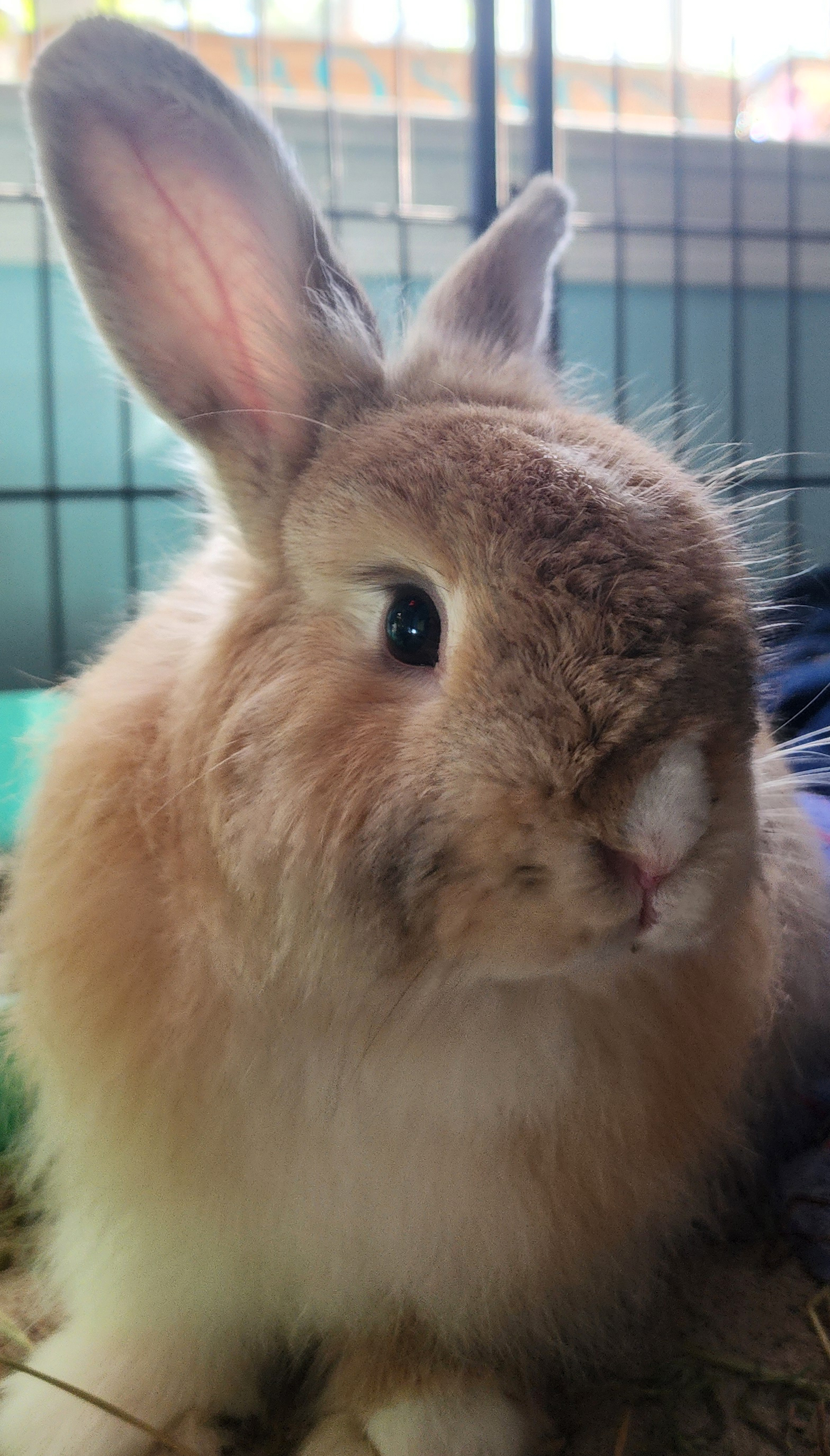 Enlarge Momiji, a Adopted Bunny Rabbit in atlantic highlands, NJ image 1/1