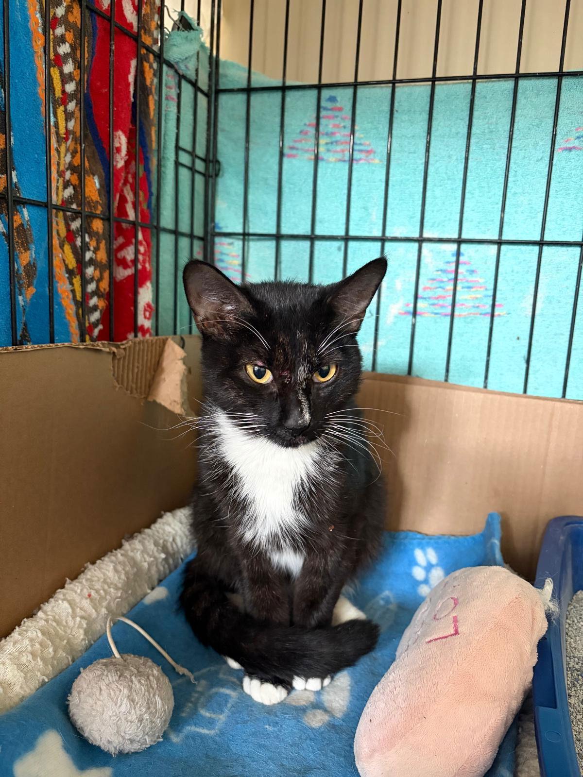 Spatz, Adopted, Young Female Domestic Short Hair.