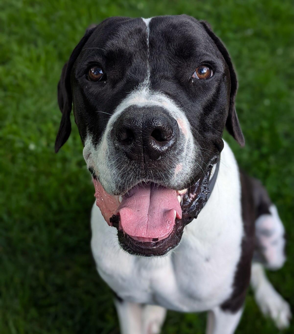 Enlarge Murphy, an adopted Great Dane in Detroit, MI image 3/5