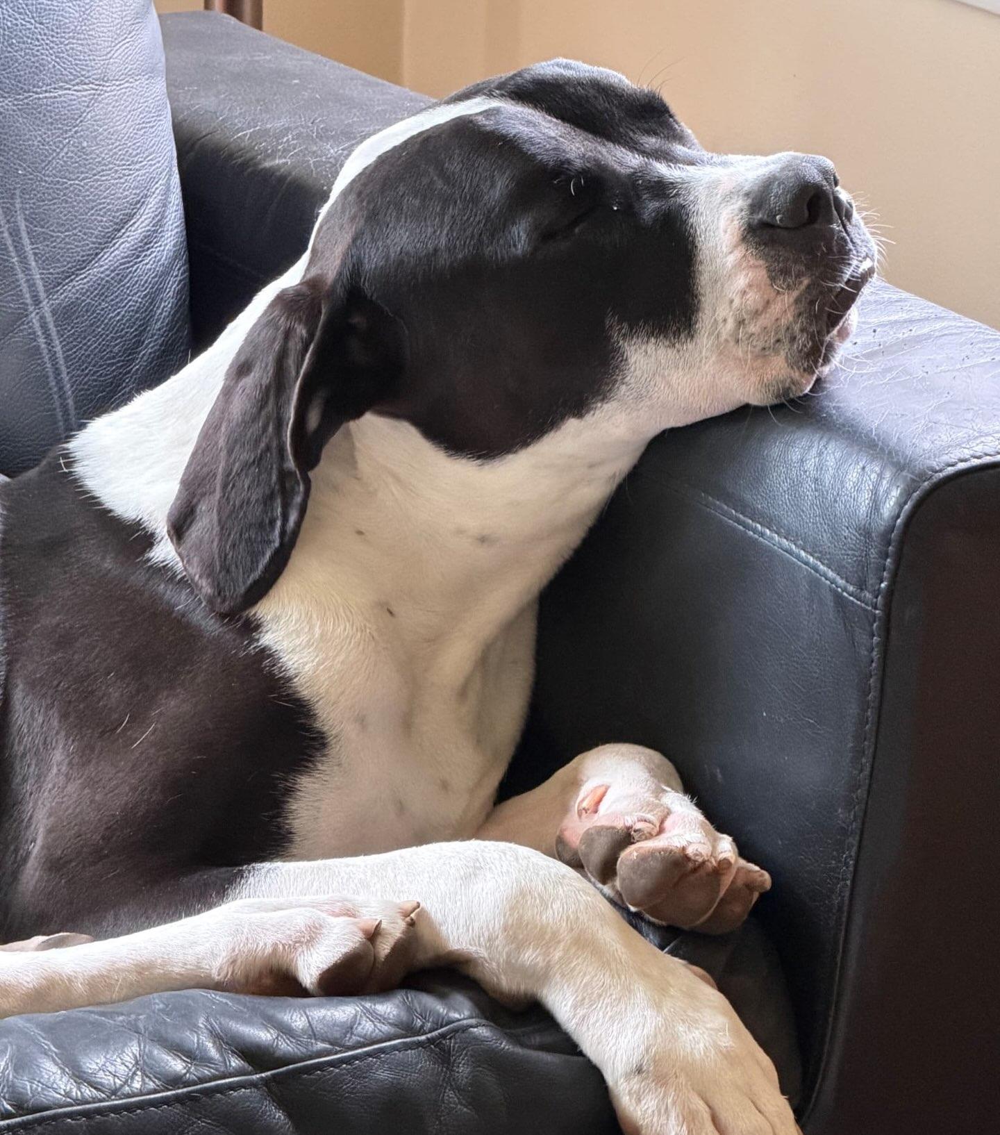Enlarge Murphy, an adopted Great Dane in Detroit, MI image 4/5