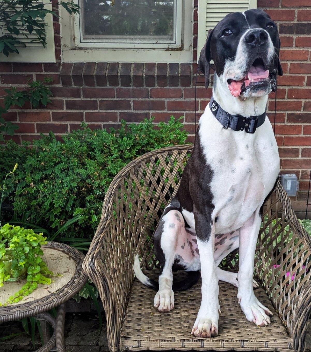 Enlarge Murphy, an adopted Great Dane in Detroit, MI image 5/5